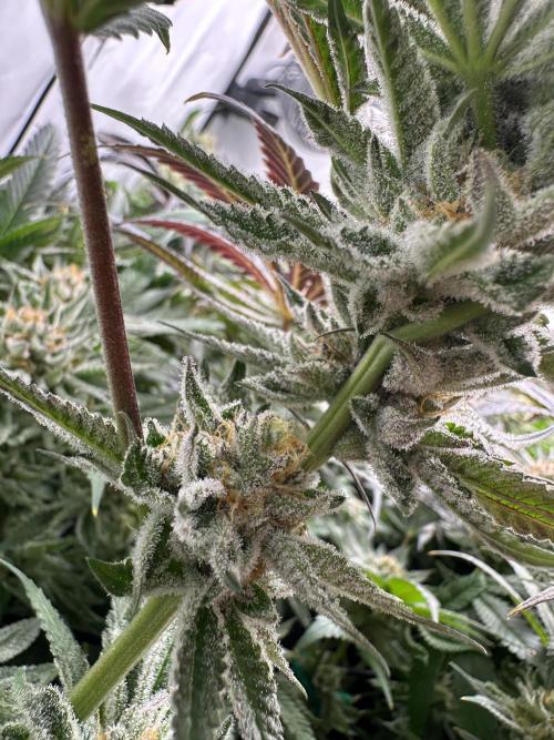 Full House. Week 7 - Studio 54 - lower buds