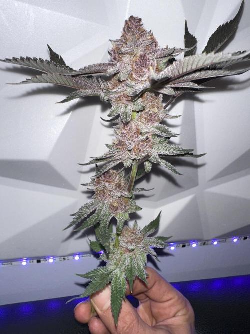 Full House. Week 8 - Trop Cherry testbud