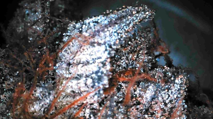 Full House. Week 8 - trichome check