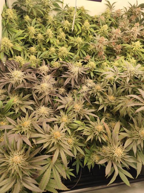 Full House. Week 6 - overview 