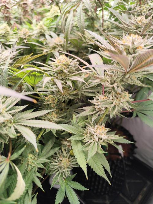 Full House. Week 6 - Studio 54