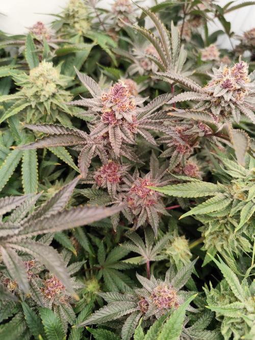 Full House. Week 6 - Trop Cherry