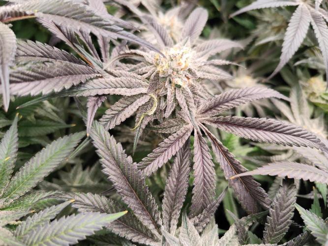 Full House. Week 6 - Dante's Inferno