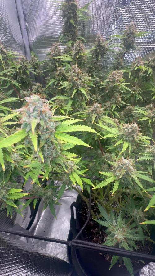 1st grow