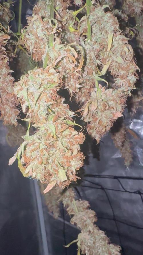 1st grow