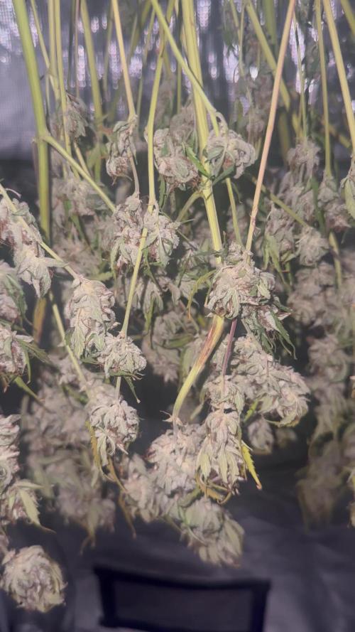 1st grow