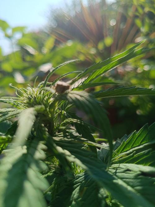 Sunset Sherpet Auto (Zamnesia Seeds). Week 4 - Chopp a Pit of, think to much buds, got pain but
