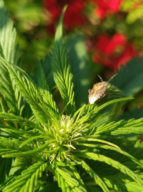 Sunset Sherpet Auto (Zamnesia Seeds). Week 4 - Yust friends 
