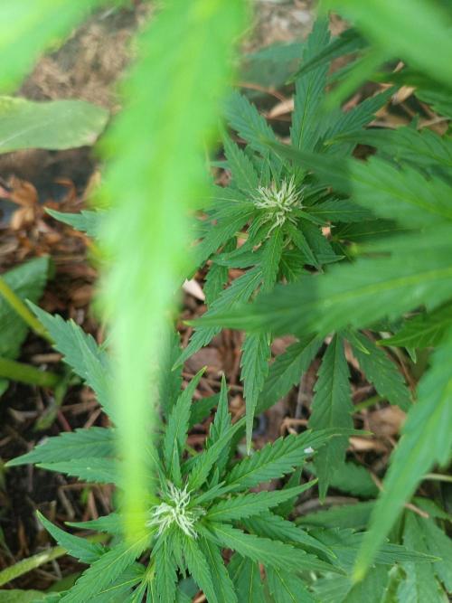 Sunset Sherpet Auto (Zamnesia Seeds). Week 7