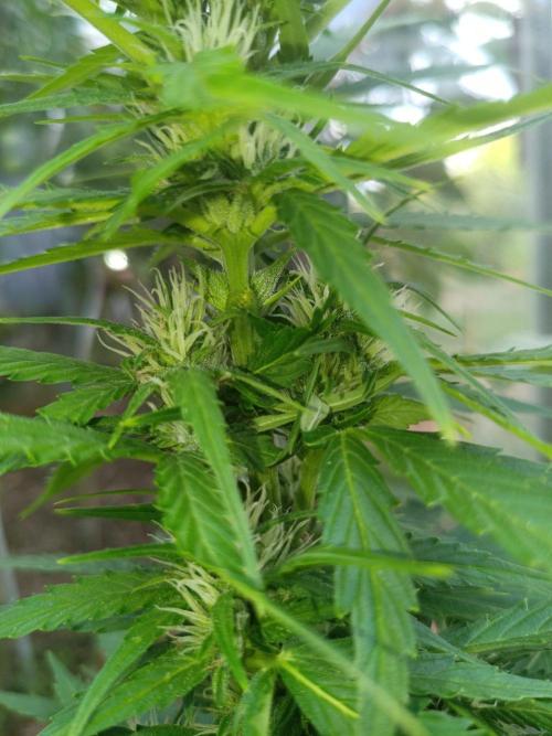 Sunset Sherpet Auto (Zamnesia Seeds). Week 7