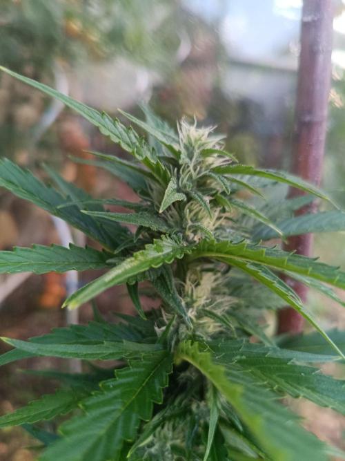 Sunset Sherpet Auto (Zamnesia Seeds). Week 7