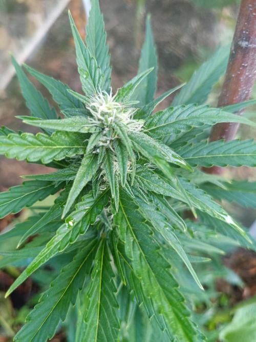 Sunset Sherpet Auto (Zamnesia Seeds). Week 7