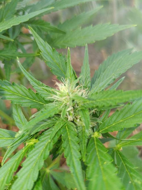 Sunset Sherpet Auto (Zamnesia Seeds). Week 7