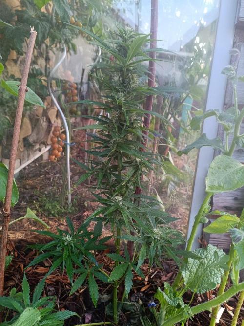 Sunset Sherpet Auto (Zamnesia Seeds). Week 7