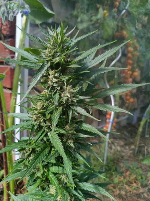 Sunset Sherpet Auto (Zamnesia Seeds). Week 9