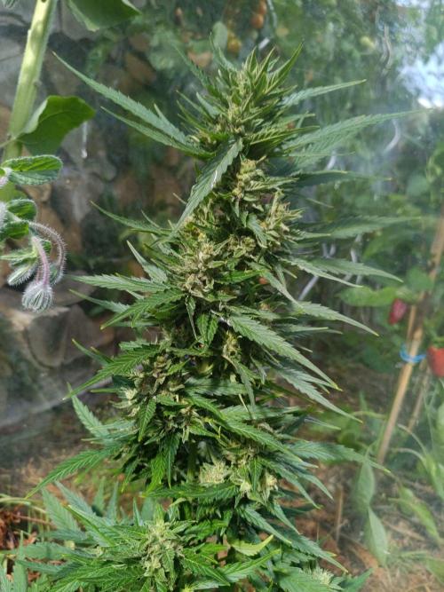 Sunset Sherpet Auto (Zamnesia Seeds). Week 9