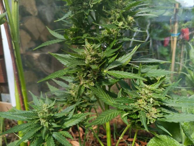 Sunset Sherpet Auto (Zamnesia Seeds). Week 9