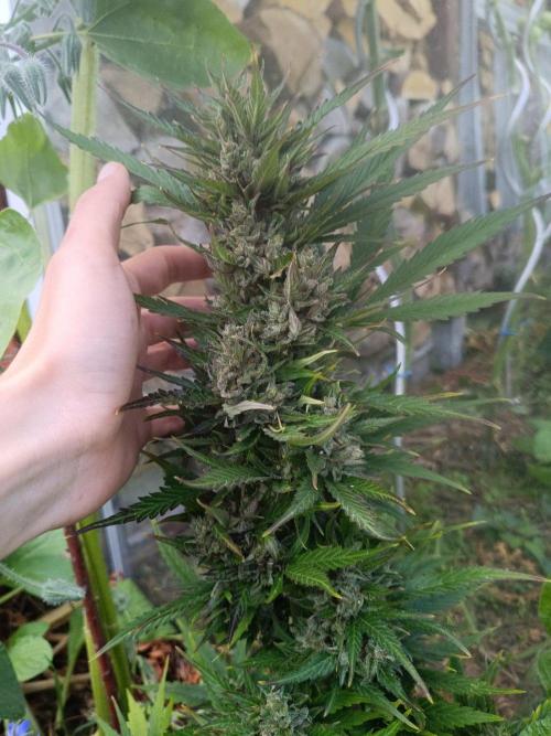 Sunset Sherpet Auto (Zamnesia Seeds). Week 10