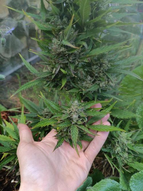 Sunset Sherpet Auto (Zamnesia Seeds). Week 10