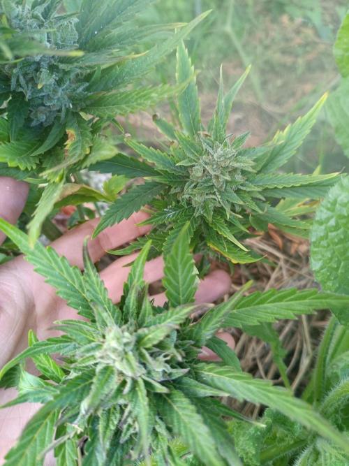 Sunset Sherpet Auto (Zamnesia Seeds). Week 10