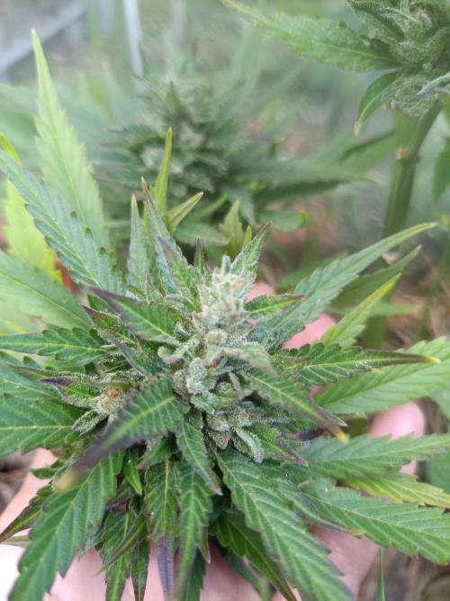 Sunset Sherpet Auto (Zamnesia Seeds). Week 10