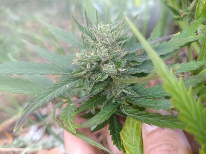 Sunset Sherpet Auto (Zamnesia Seeds). Week 10