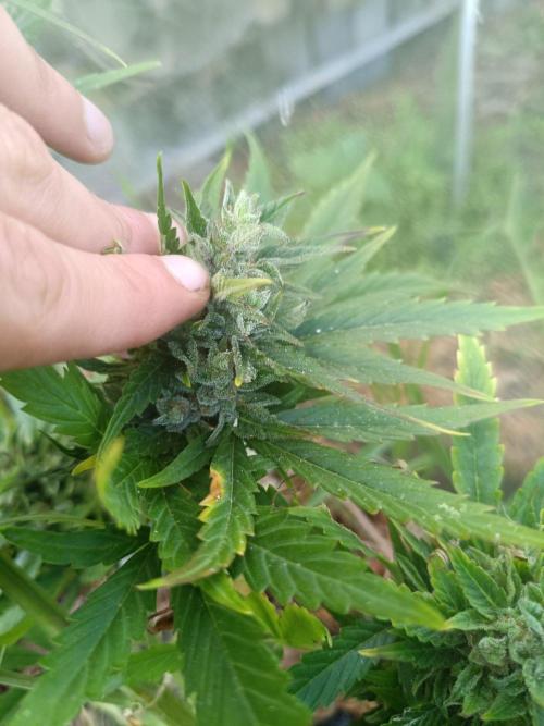 Sunset Sherpet Auto (Zamnesia Seeds). Week 10