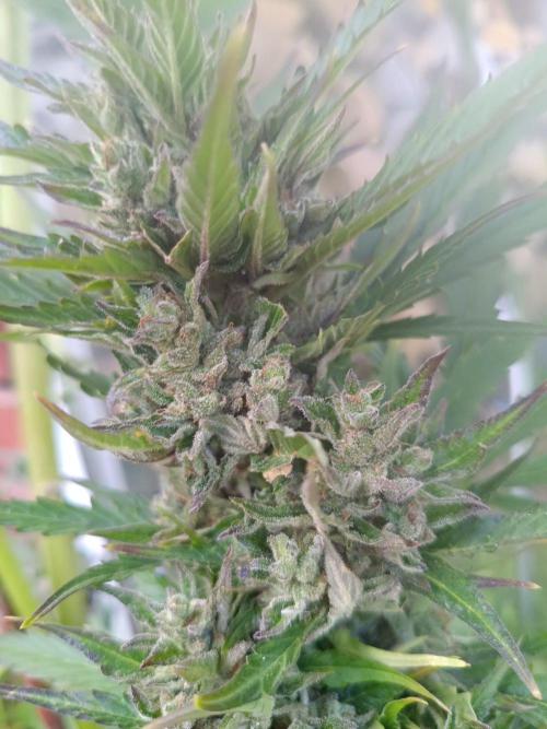 Sunset Sherpet Auto (Zamnesia Seeds). Week 10