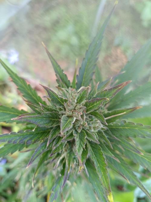 Sunset Sherpet Auto (Zamnesia Seeds). Week 10