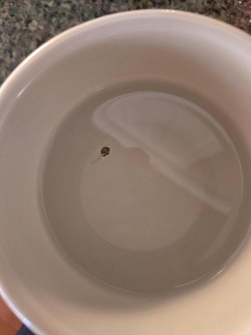 Fastbuds round 2. Week 0 - Banana purple punch after 3 days