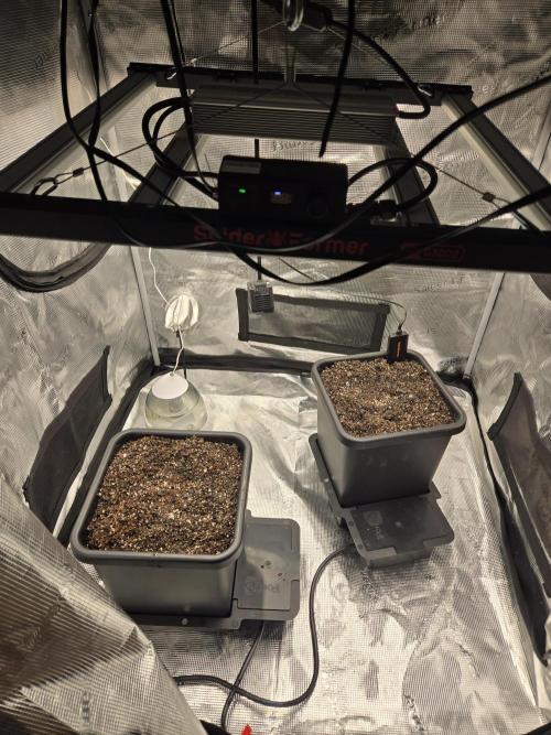 Fastbuds round 2. Week 0 - Planted in little hole about 1 inch deep and watered with the water from the cup