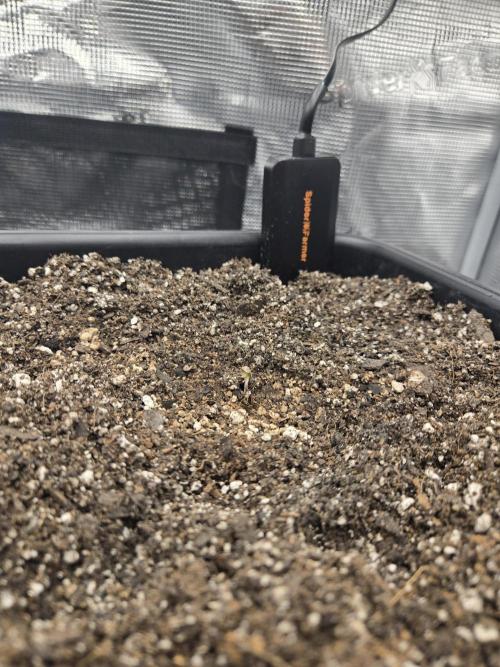 Fastbuds round 2. Week 0 - Banana purple punch rf3 just sprouted 1/22.