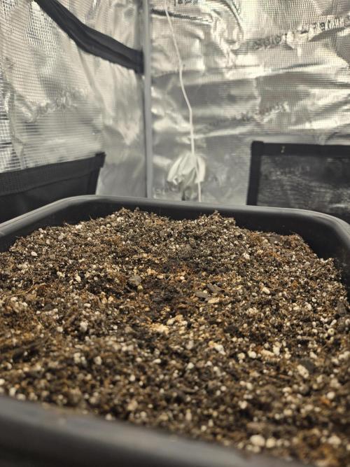 Fastbuds round 2. Week 0 - Frostbanger has sprouted 1/22