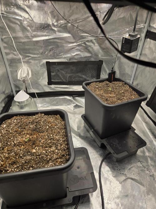 Fastbuds round 2. Week 1