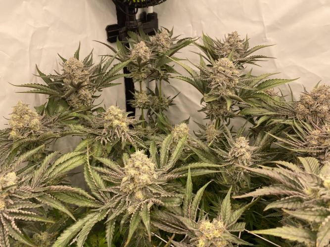 #1 - Northern lights fem. Week 11