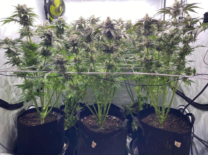 #1 - Northern lights fem. Week 11