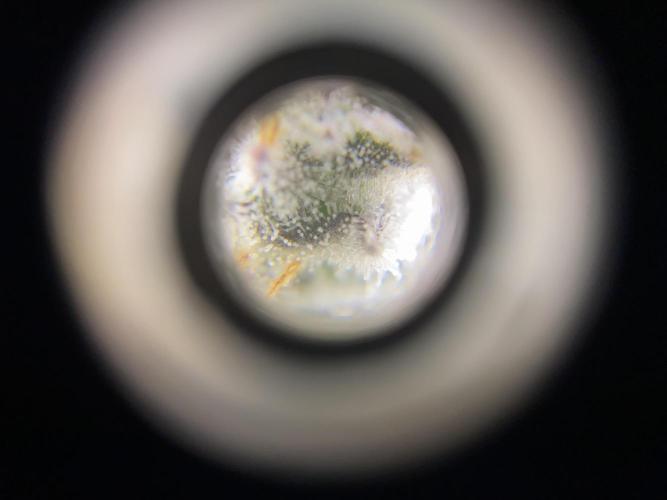 #1 - Northern lights fem. Week 11