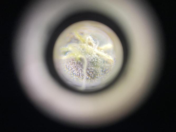 #1 - Northern lights fem. Week 11