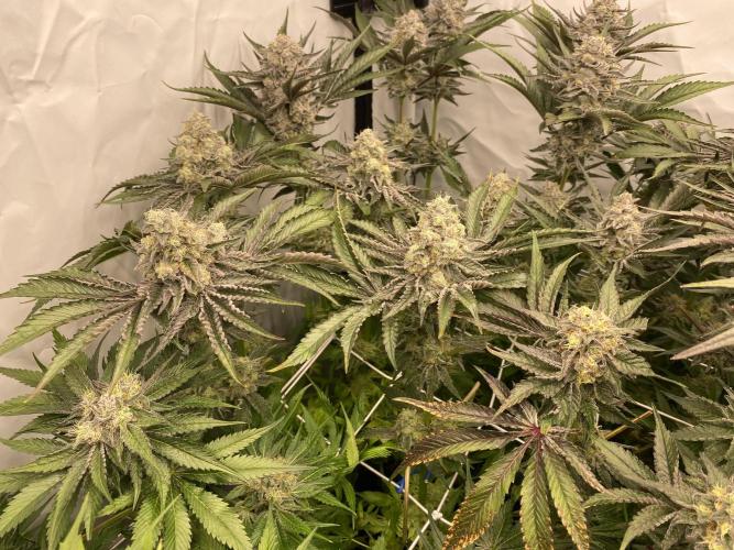 #1 - Northern lights fem. Week 11