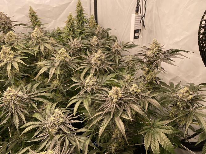 #1 - Northern lights fem. Week 11