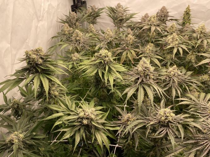 #1 - Northern lights fem. Week 11