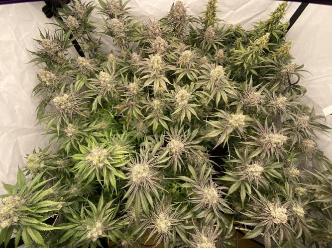 #1 - Northern lights fem. Week 11