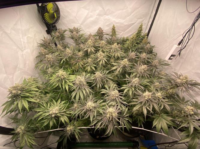 #1 - Northern lights fem. Week 11