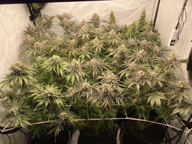 #1 - Northern lights fem. Week 11