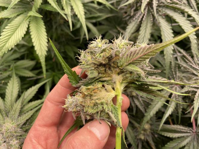 #1 - Northern lights fem. Week 11