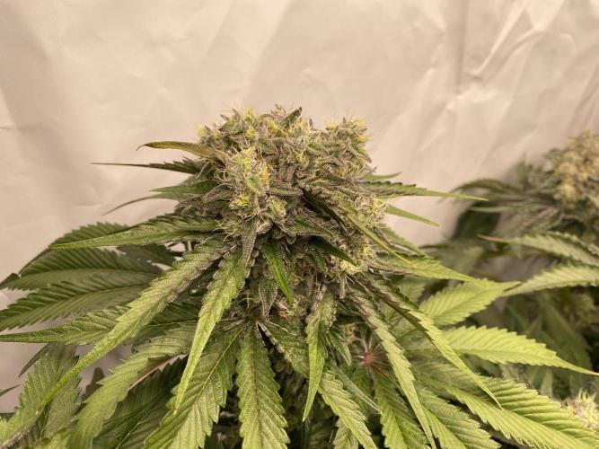 #1 - Northern lights fem. Week 11