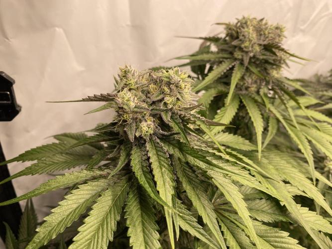 #1 - Northern lights fem. Week 11