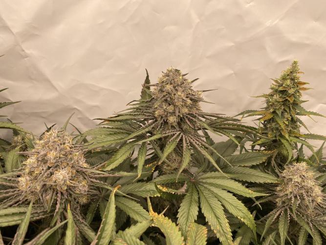 #1 - Northern lights fem. Week 11