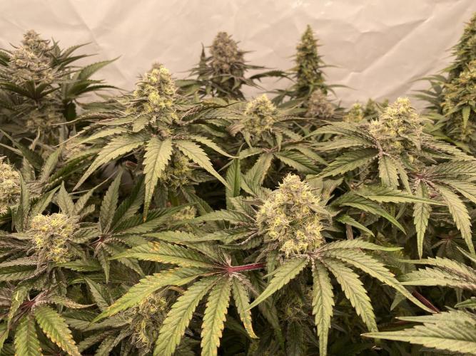 #1 - Northern lights fem. Week 11