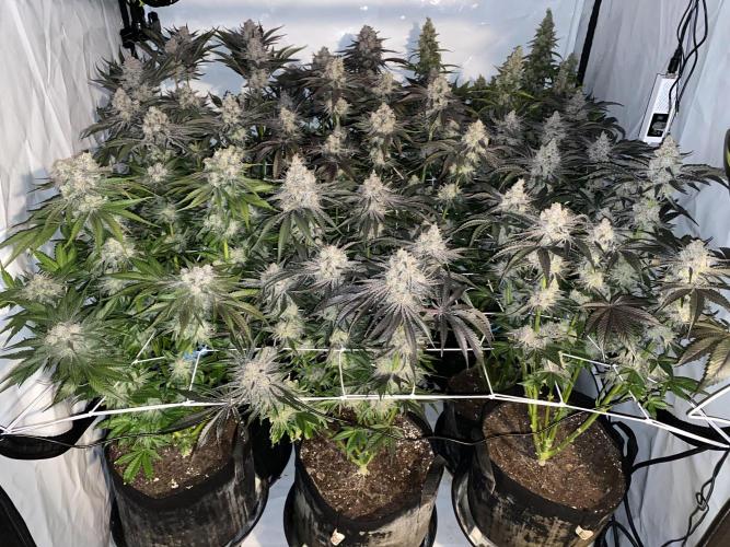 #1 - Northern lights fem. Week 12